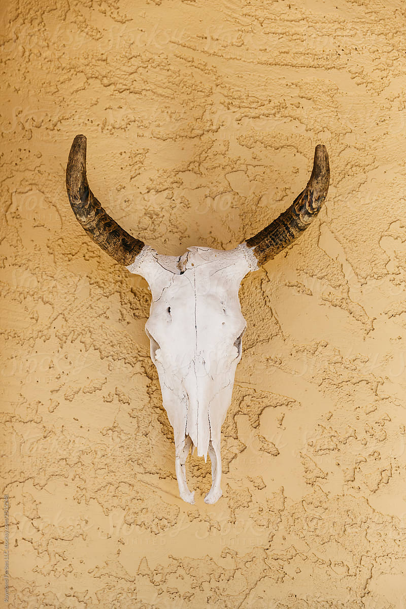 Cow Skull Decoration Hanging on Wall