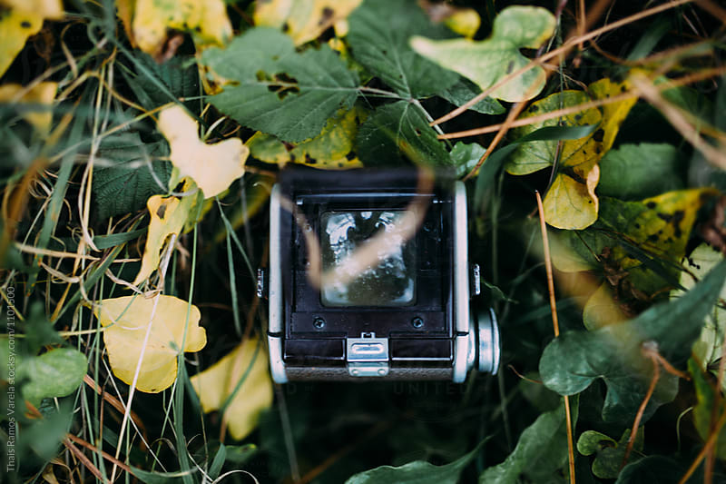 vintage camera between leaves