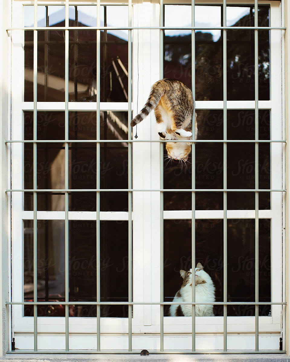 Two cats having fun at the window