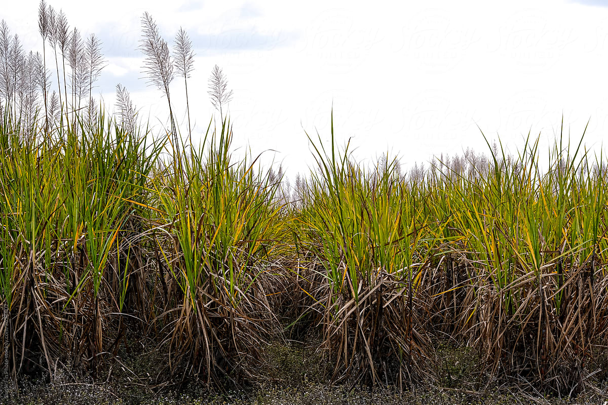 The Start of a Sugar Cane Field