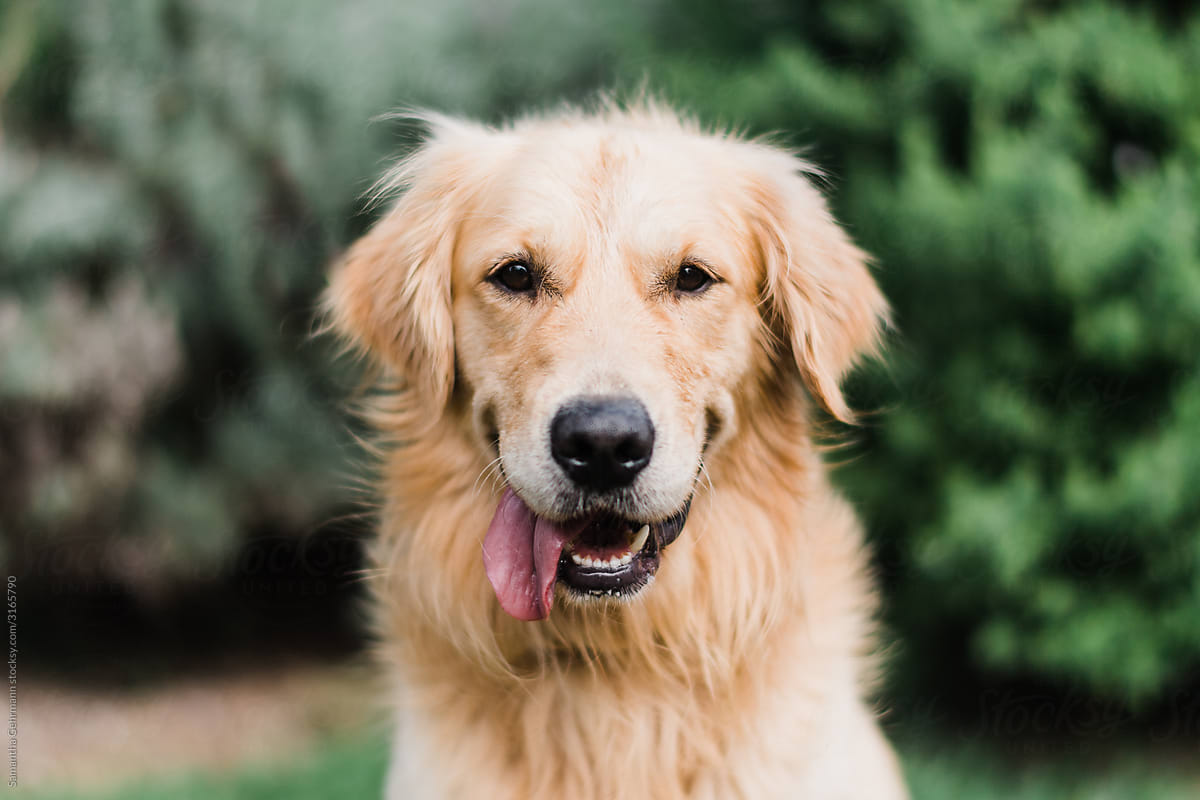 Golden retriever with tongue out