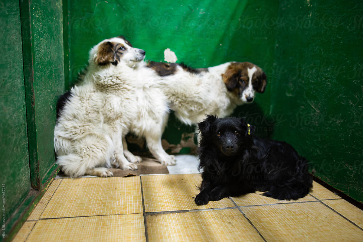 Shy mixed breed dogs in doghouse