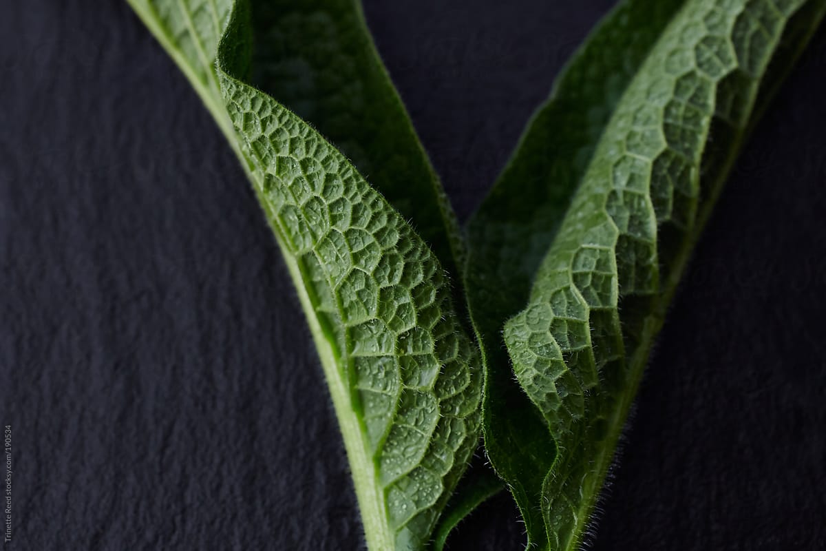 Fresh comfrey leaf on slate