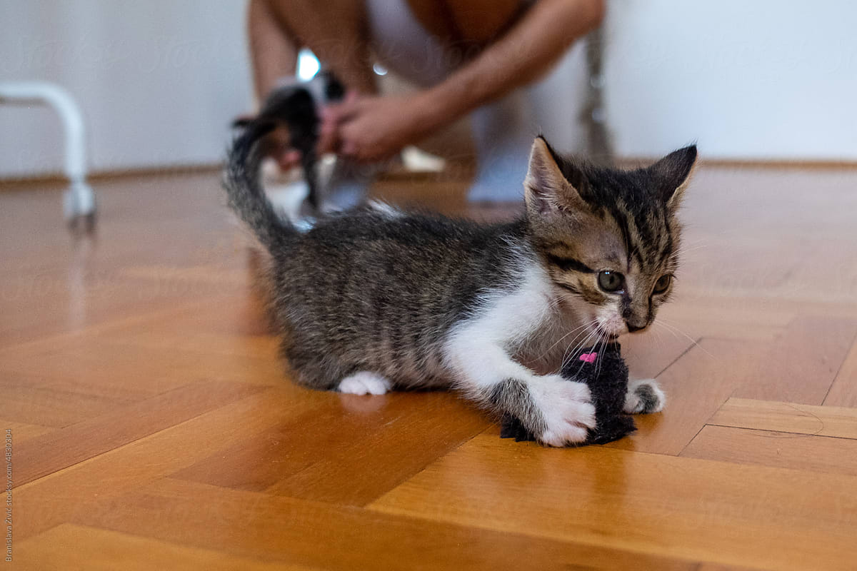 Cute little kitten playing with mouse toy at home