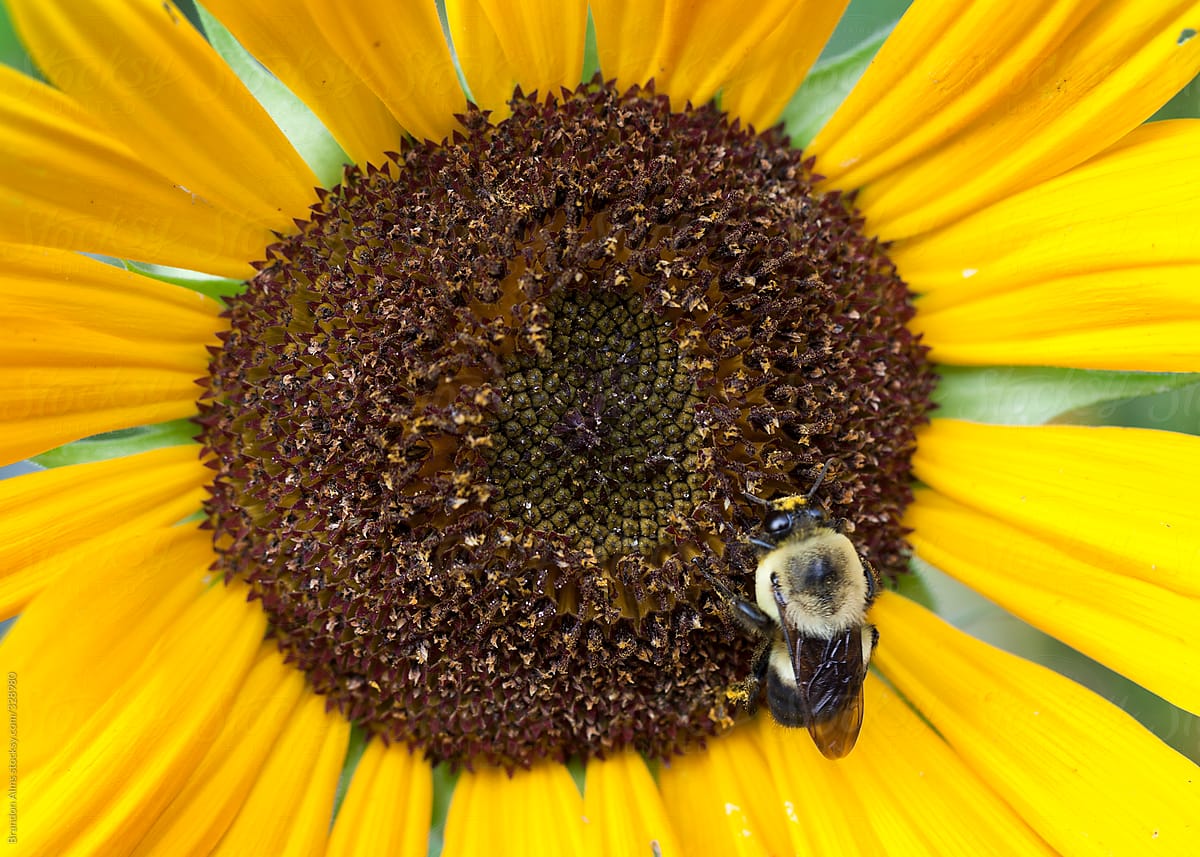 Macro of a Bumblebee on a Sunflower