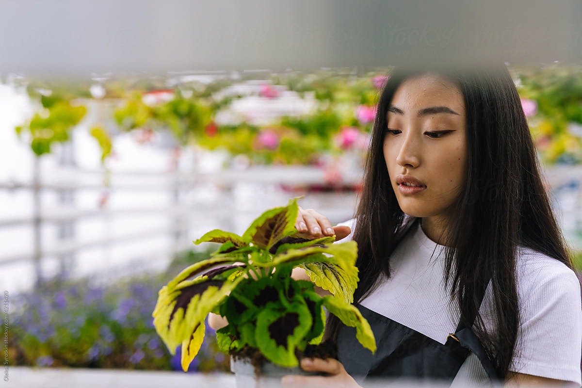 Attractive woman assessing  condition of houseplant