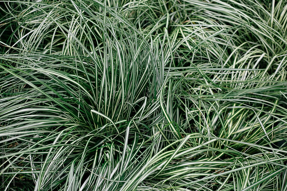 close up of green sea grass weeds