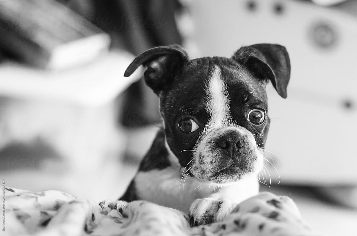 Bruce the Boston Terrier puppy