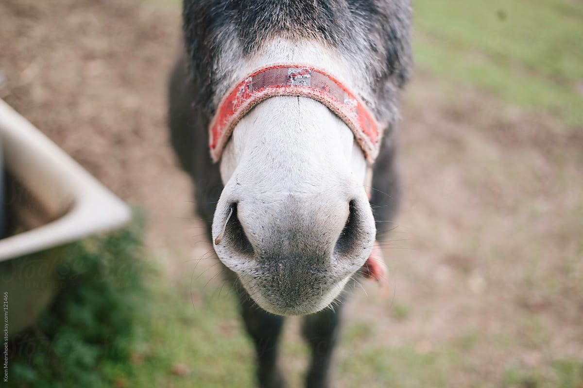 The nose of a donkey