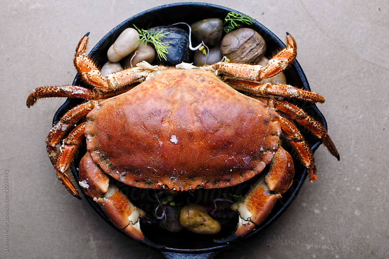 Cooked brown crab in a skillet. Whole crab