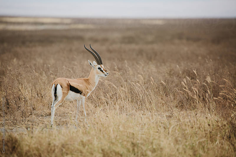 Grant\'s gazelle in Tanzania