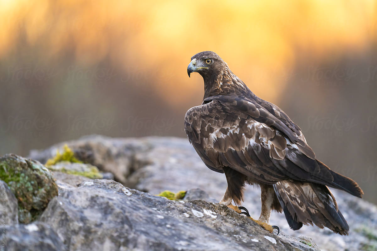Amazing Golden Eagle On A Rocky Montain