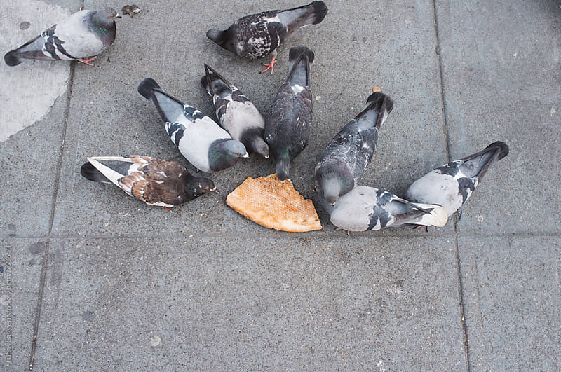 A bunch of pigeons gather around some discarded food to eat.