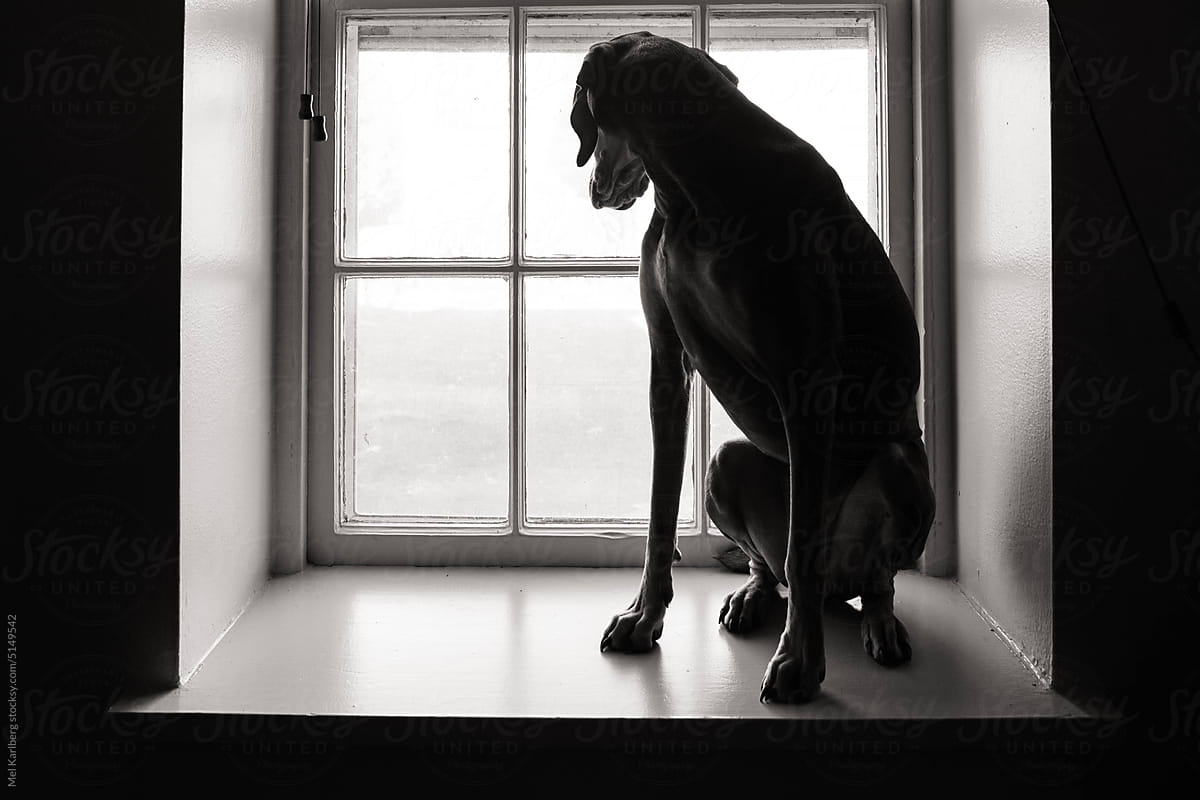 Dog sitting on a large window sill and looking outside
