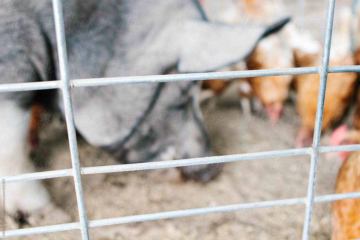 Soft focus of a pig and chicken behind a fence on a small, local, organic farm