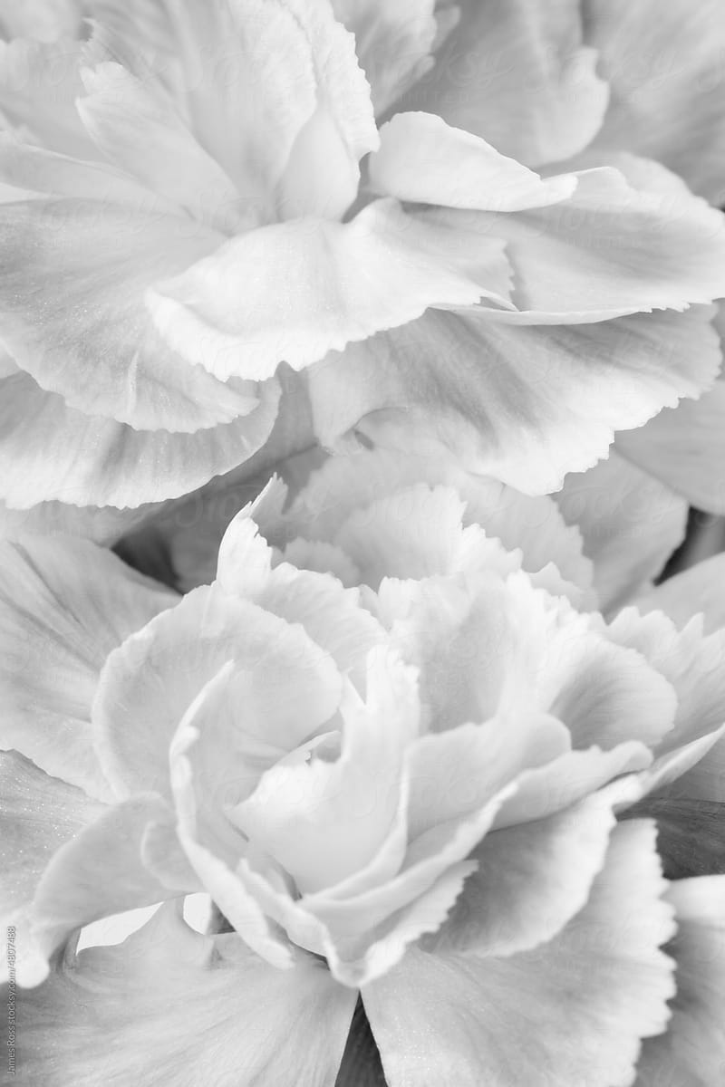 Petals of a carnation flower