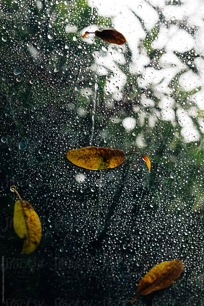 rain drops and yellow leaves on a plastic roof