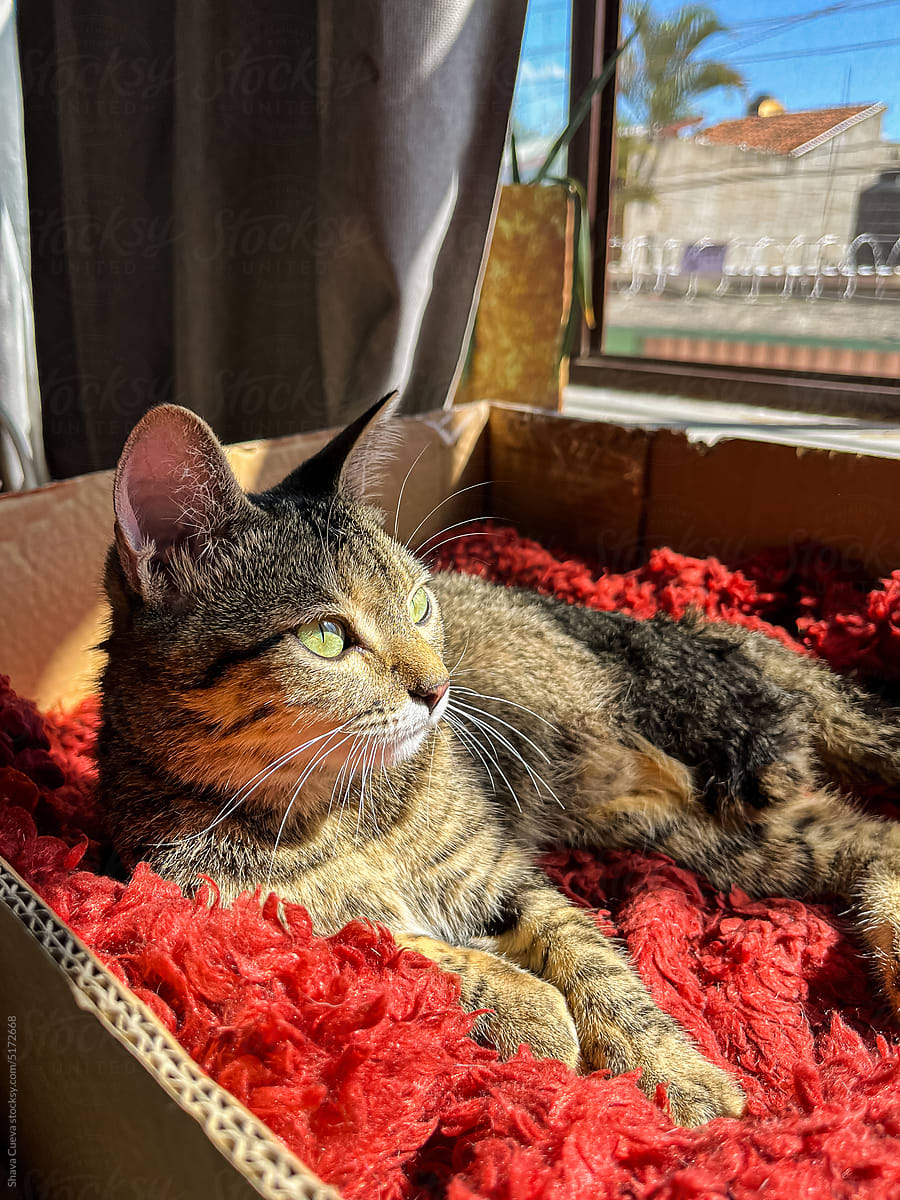 A cat resting inside a cardboard box with a red blanket