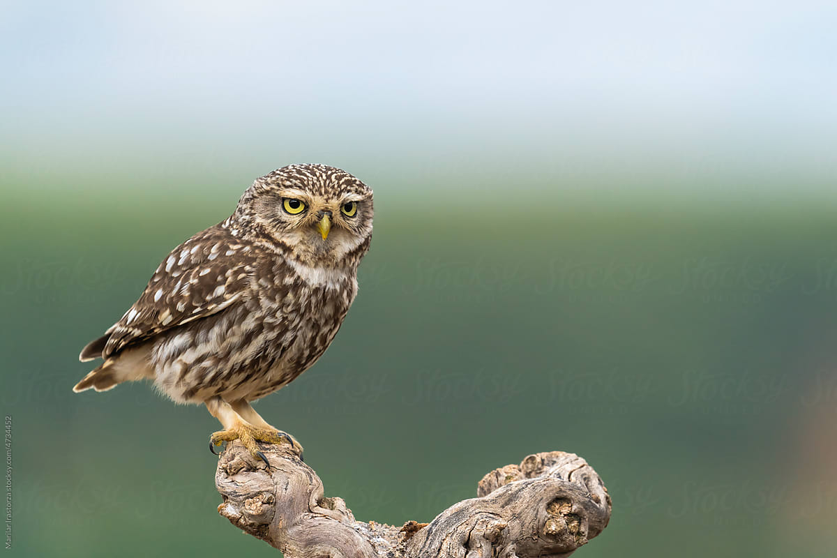 Little Owl Perched On An Olive Tree Branch