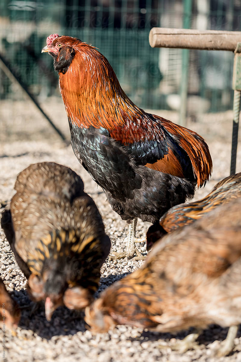 Araucana chickens in a domestic farm