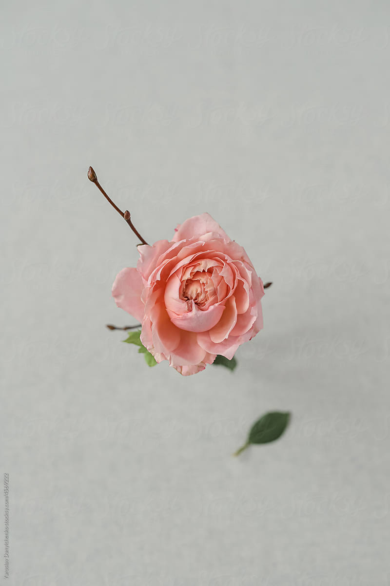 Top view of single pink rose over grey background
