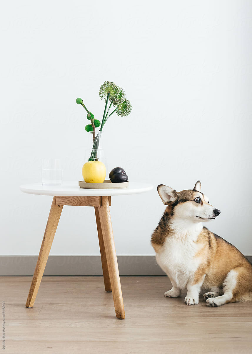 Portrait of corgi dog  with wood table, flowers and fruit