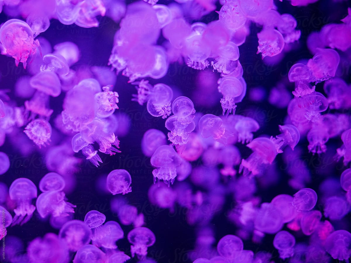 pink jellyfish swimming in sea