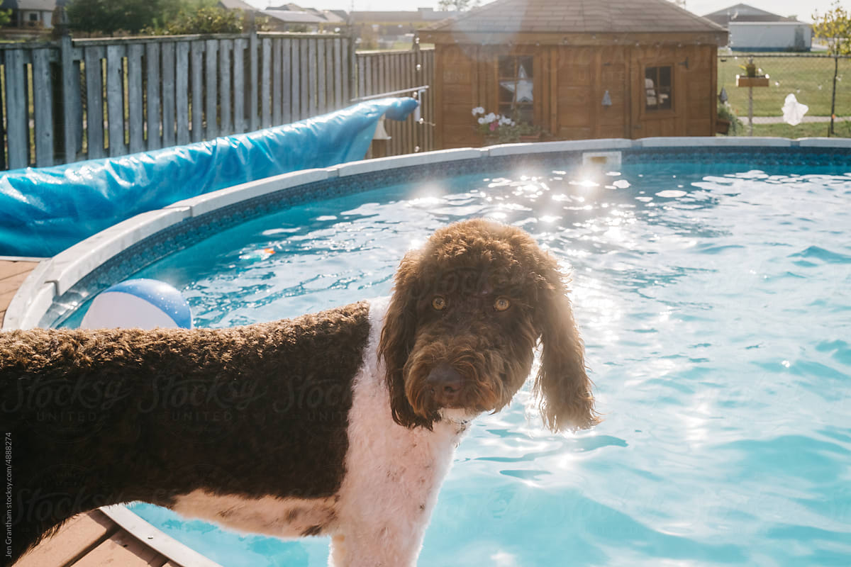 Dog and summer pool