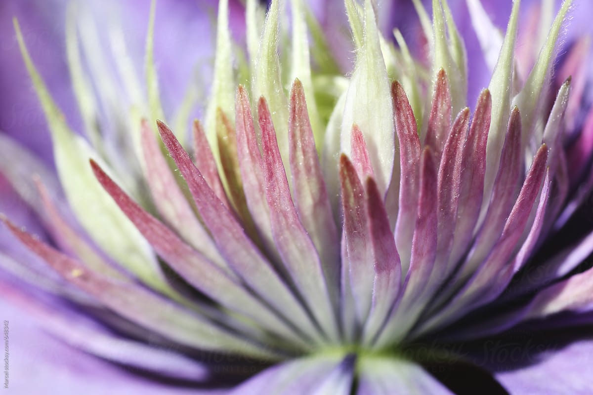 macro photo of an exotic clematis flower
