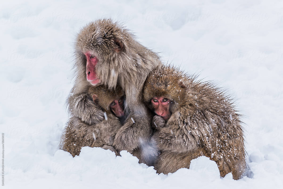 A parent and child monkey freezing in the cold