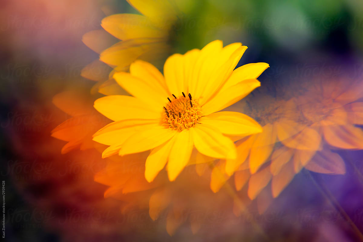 Yellow daisies photographed through prism