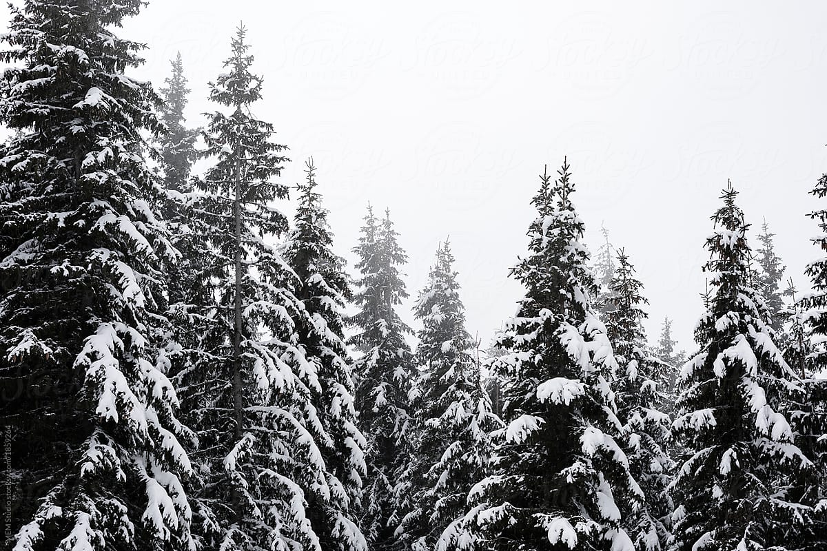 Coniferous trees covered with snow
