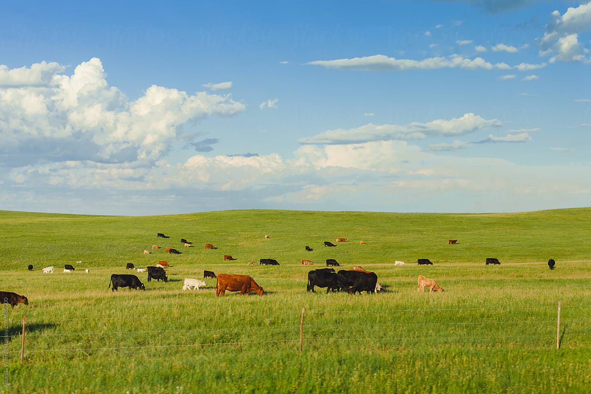 A green field of grazing cows in South Dakota