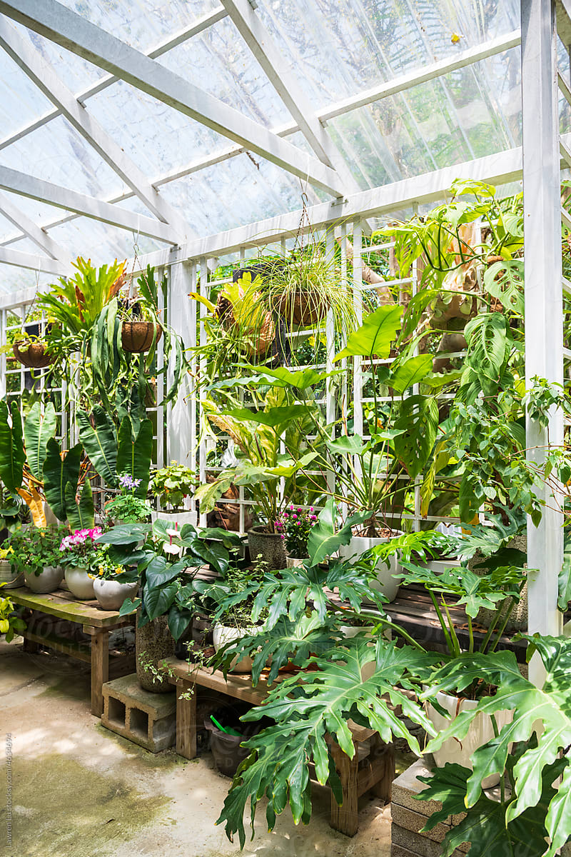 Rainforest plants growth in a glass house