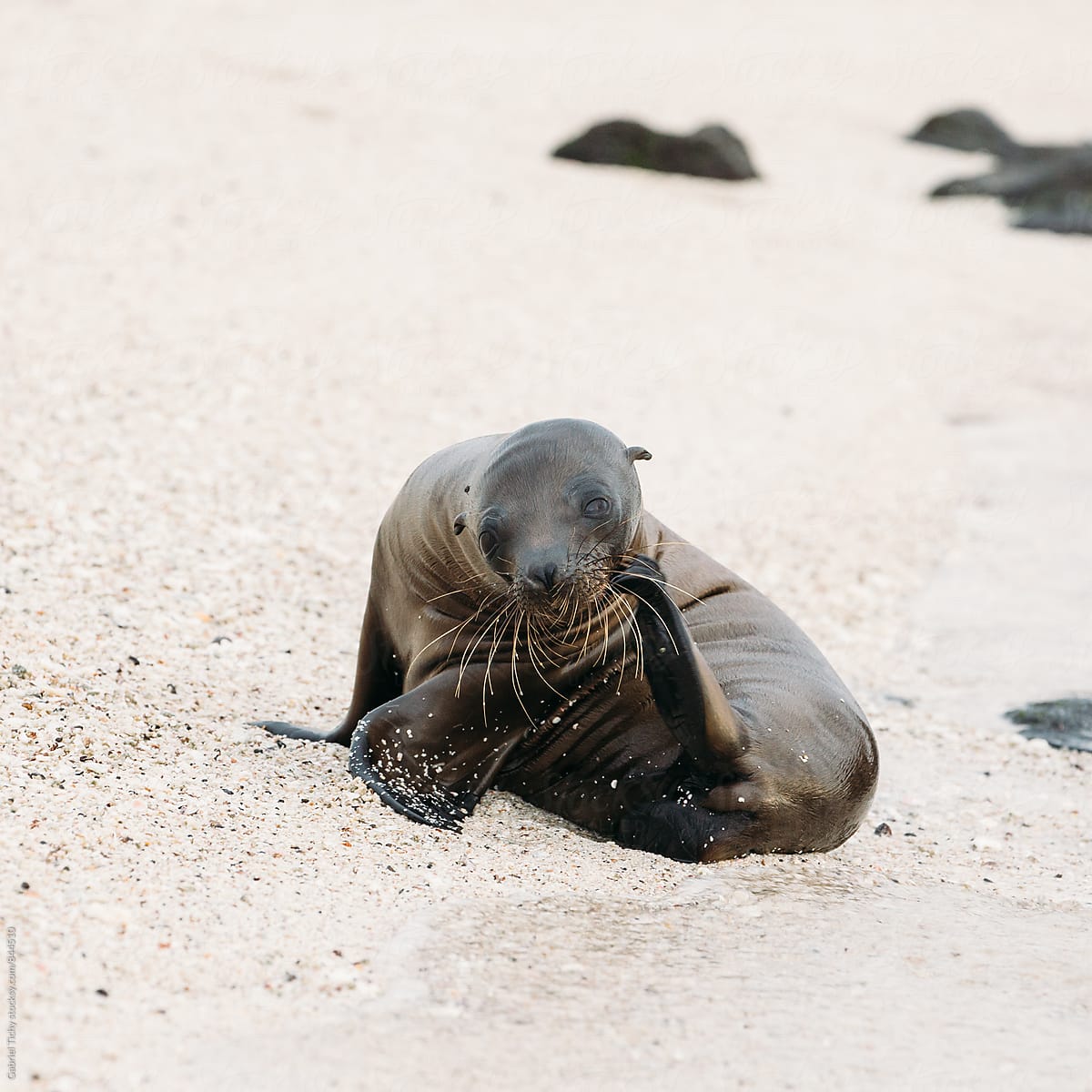 Small sea lion scratching its face with flipper