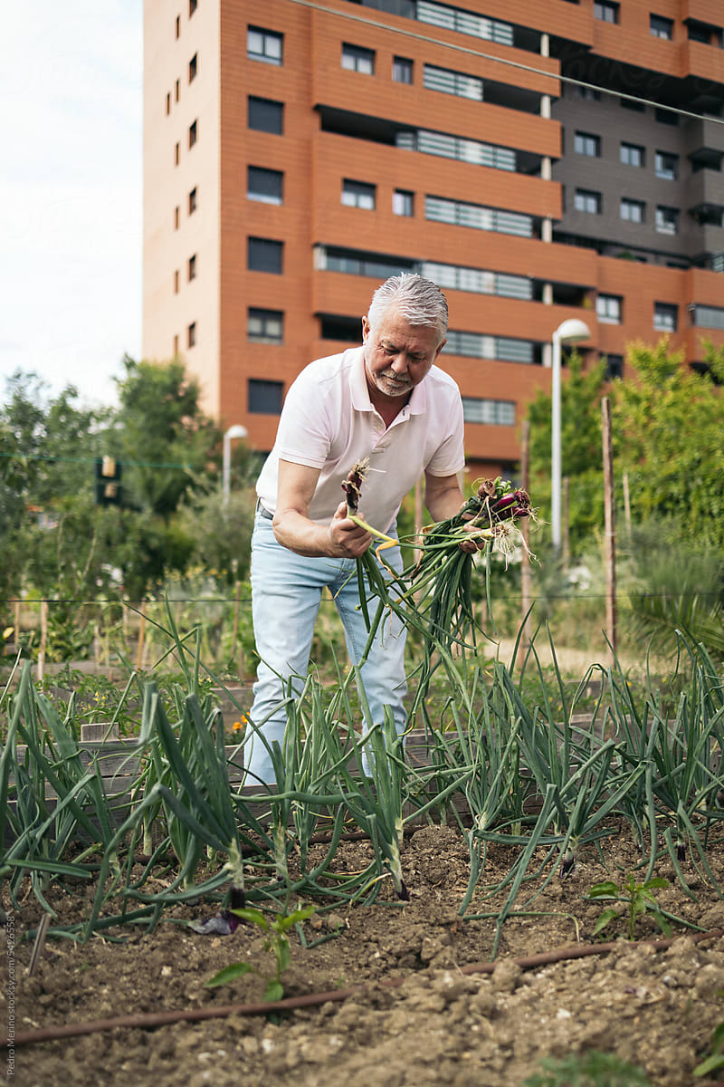 Man harvesting in an urban garden