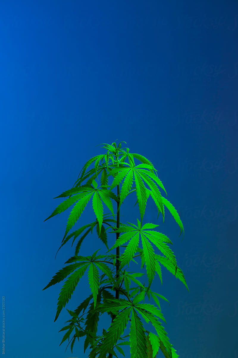 Marijuana plant against a blue background.