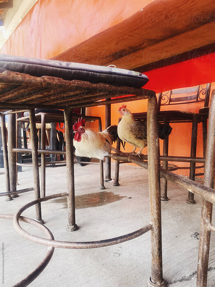 Chickens sit on a table at a restaurant