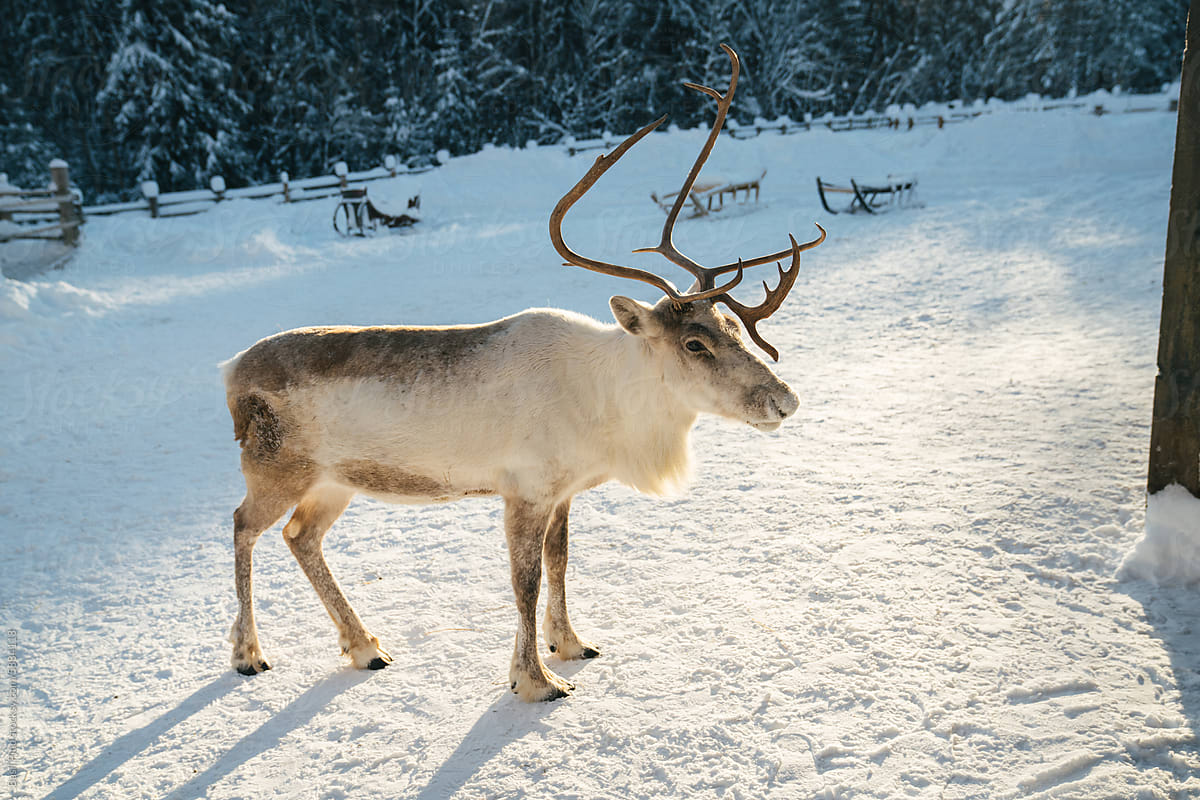 Reindeer in Sunlit Snowscape