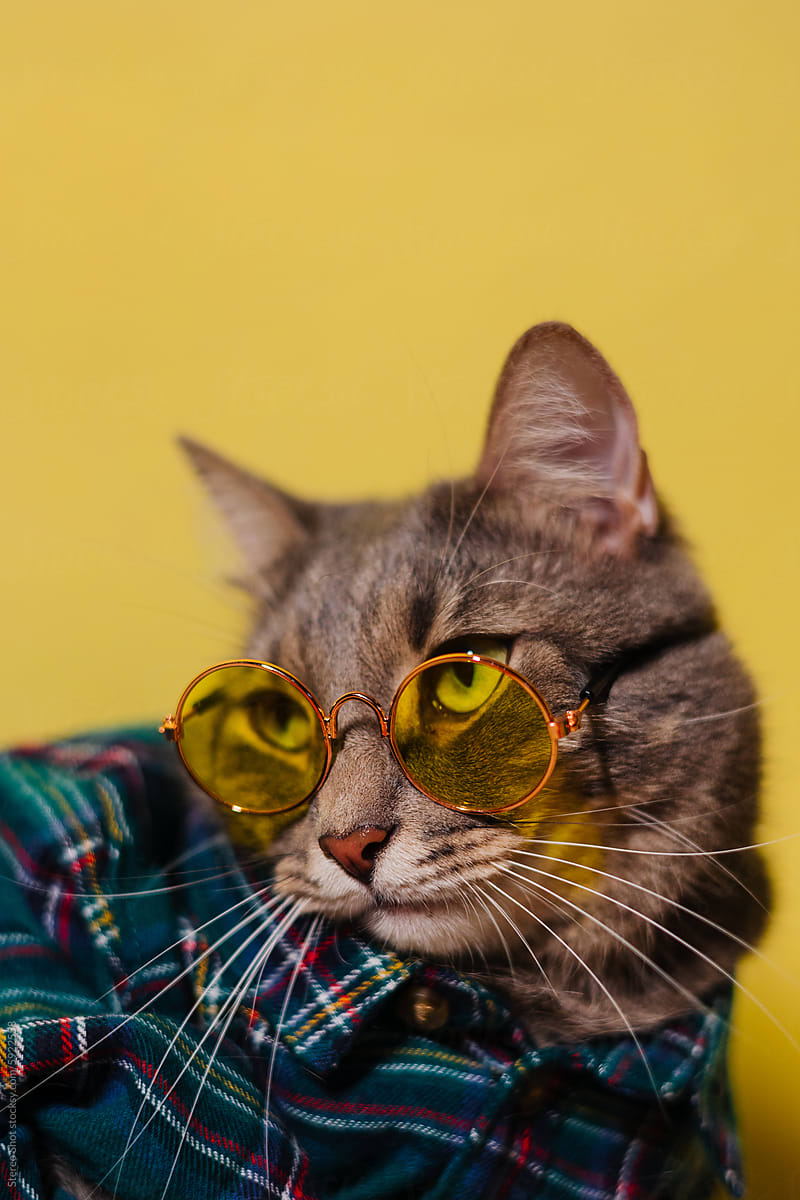 Cute cat in shirt and sunglasses near wall