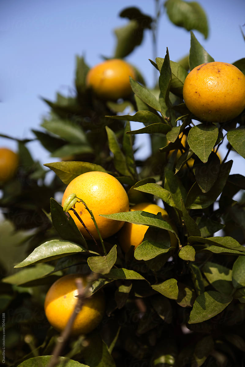 Ripe oranges on fruit tree closeup