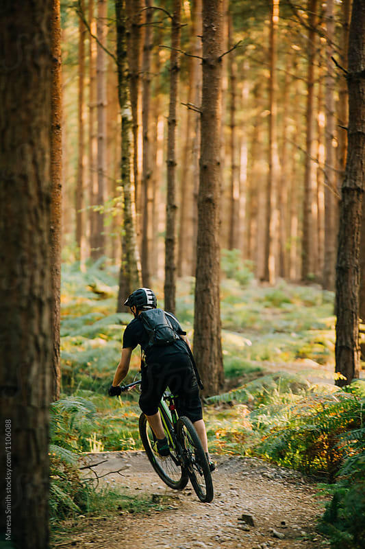 A male cyclist on a forest trail with towering pine trees