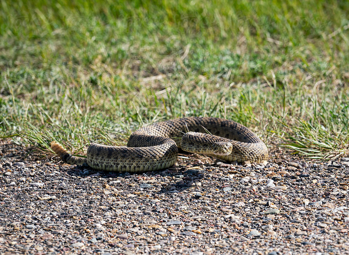A prairie rattlesnake on the side of the road.