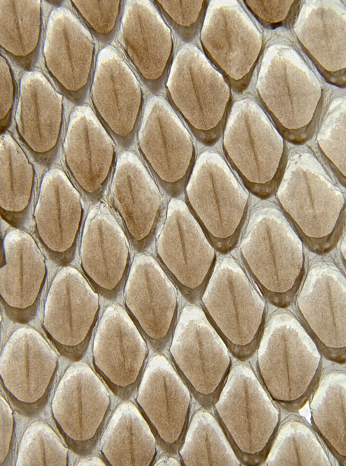 snake scales close up