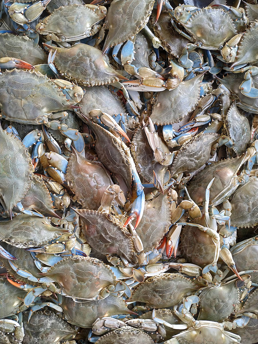 Numerous crabs with blue claus