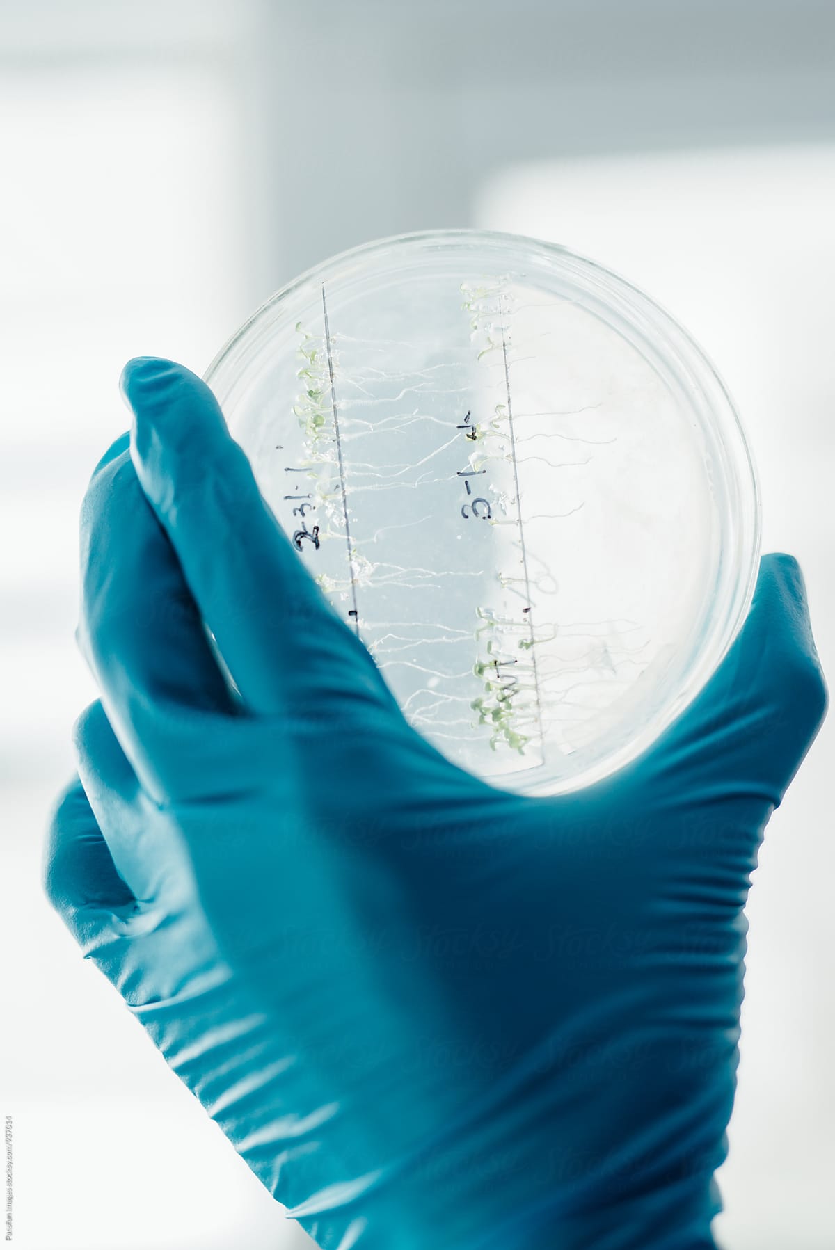 scientist examining petri dishe of plant