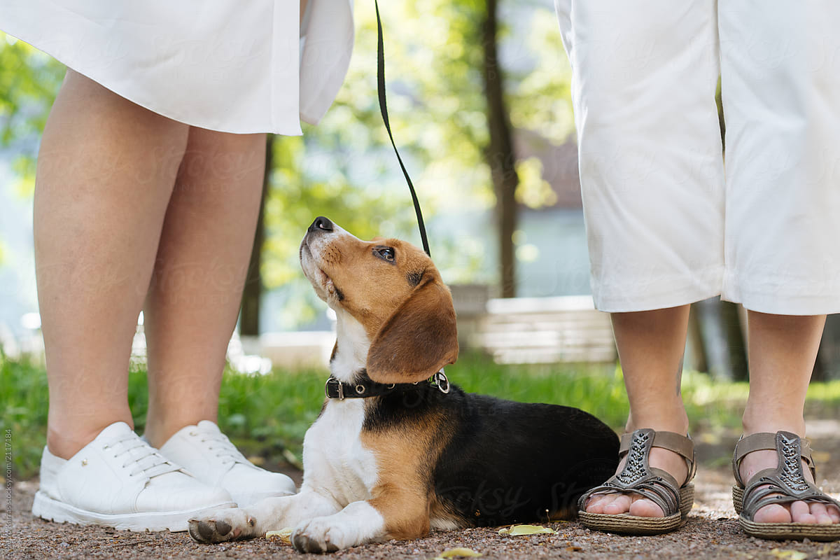 Charming beagle puppy on leash with women