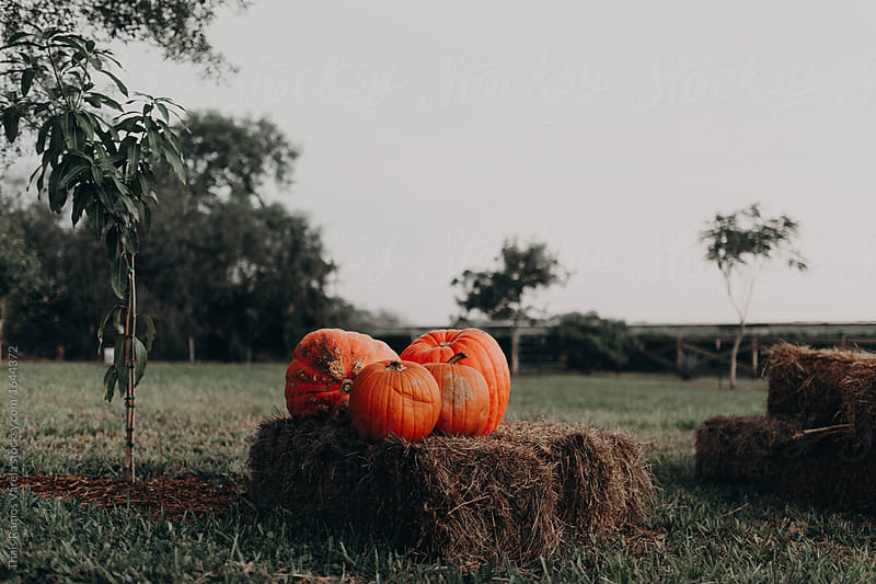 pumpkins on a pile of staws on an open field