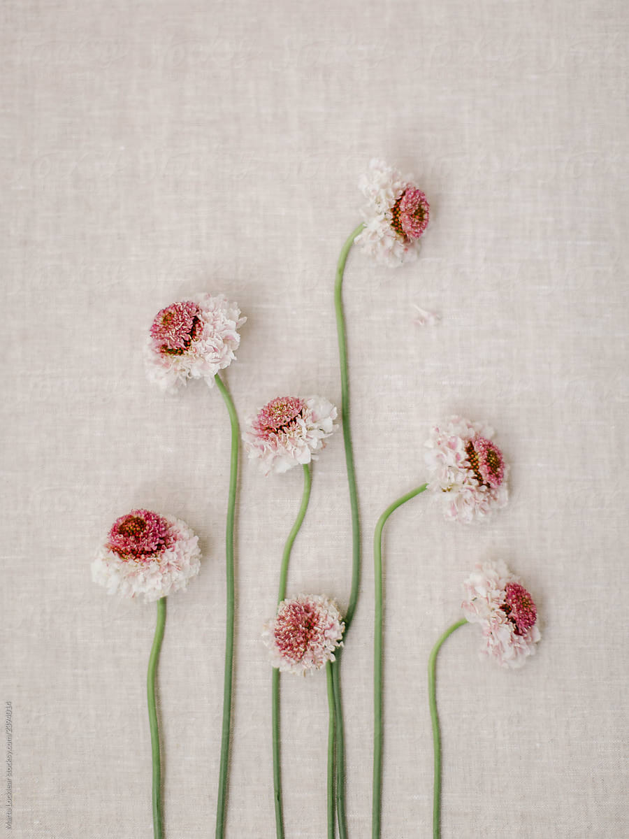 Lay flat of the tops of pink and white flowers