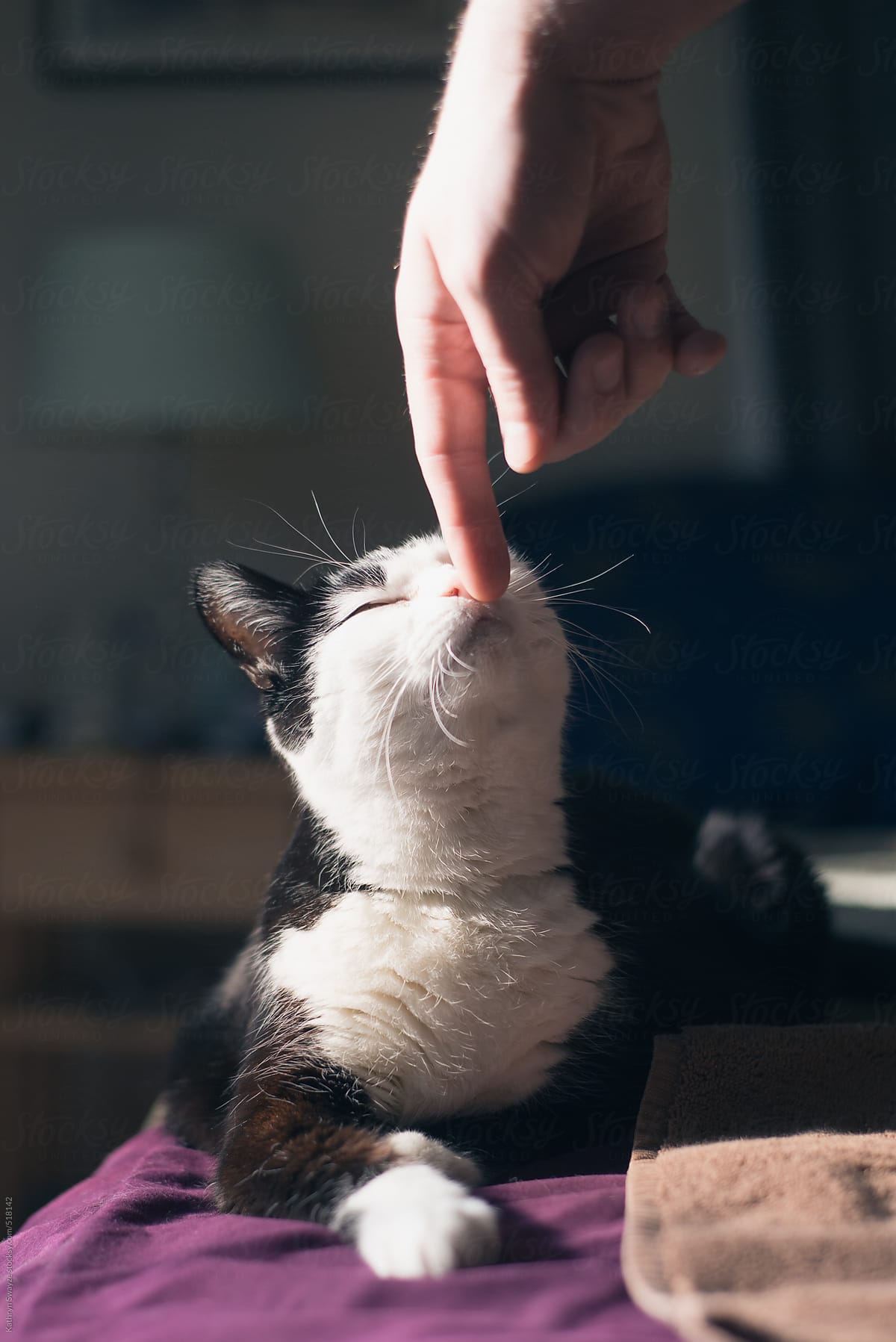 Man\'s hand teases black and white cat gently, while her head tilts up to sniff